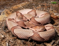 Víbora Cabeza de Cobre